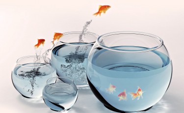 fish-migration