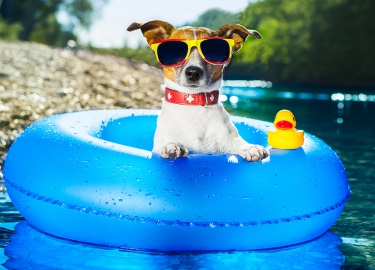 Viaggiare con Fido: come scegliere la struttura adatta? 3